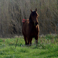Casa rural horse riding