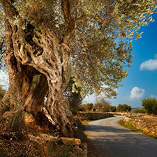 Casa rural olivos milenarios
