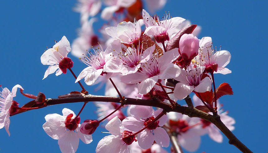 Almendros en flor en primavera en Castellón | Turimaestrat